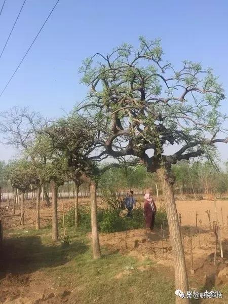 泊头市顺景苗木种植场,泊头园林苗木