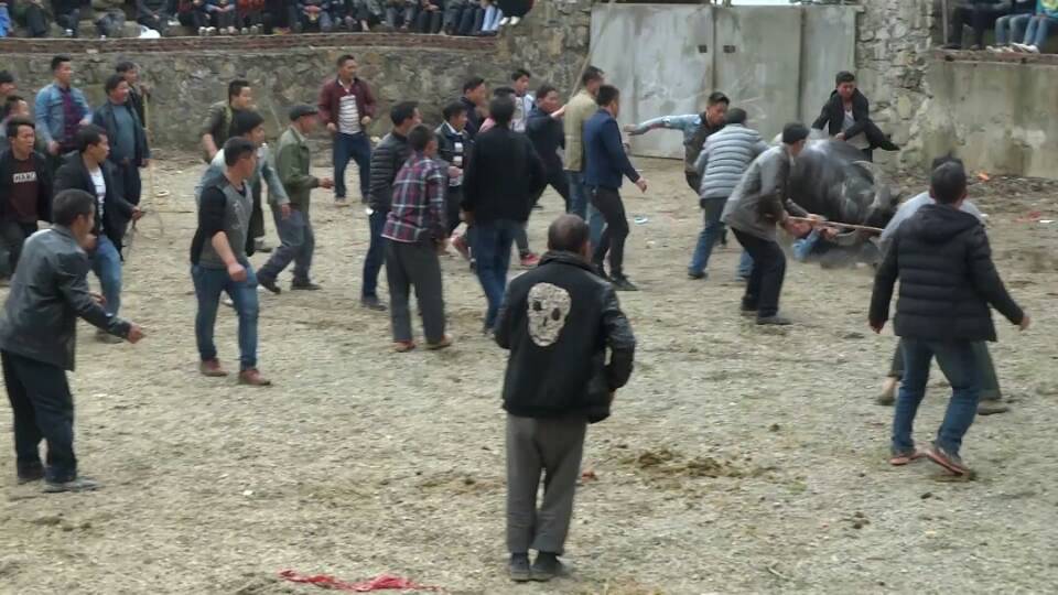 贵州苗乡斗牛视频大全,水打坪乡村斗牛