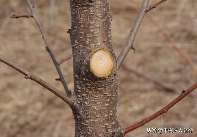 果树整形修剪技术,苹果树整形修剪基础知识