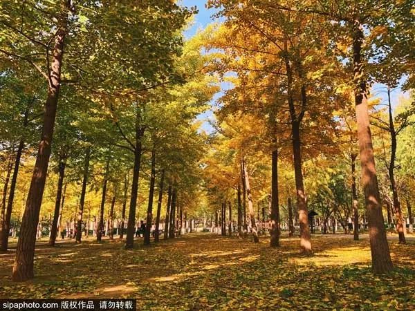 再不去玩就晚了！北京秋游倒计时！爬​山、赏叶、观鸟…随便您怎么嗨！
