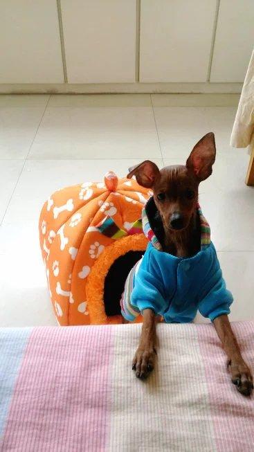 伸舌头的小鹿犬,爱洗澡的小鹿犬