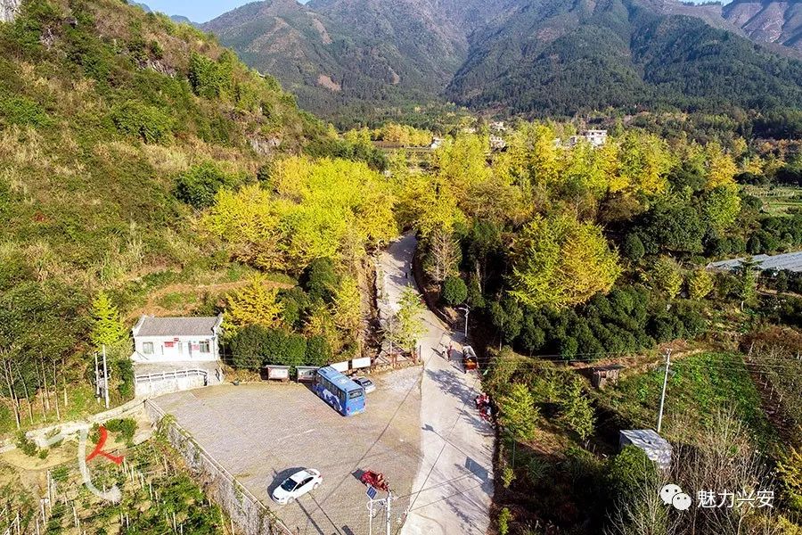 桂林兴安漠川银杏最佳观赏时间,桂林兴安漠川银杏网红打卡地