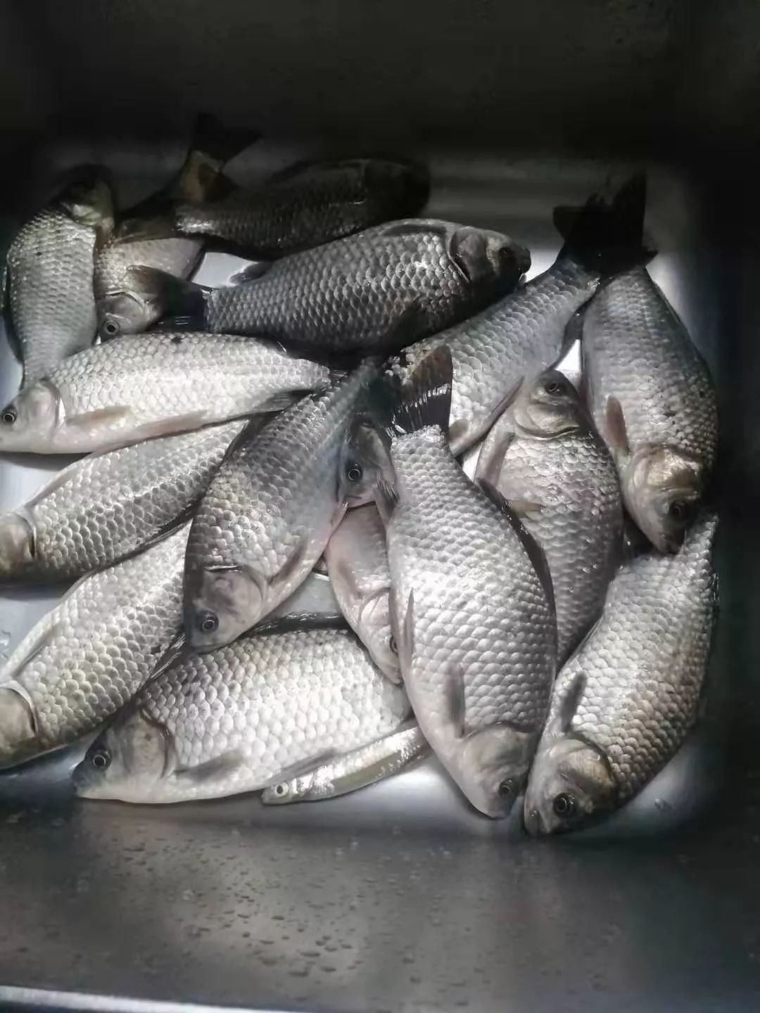 天气冷鱼情也变凉,天气冷淡水鱼好养