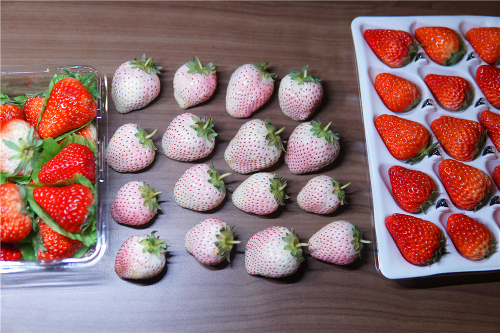 如何在网上买到真草莓,怎么在网上买正宗丹东草莓