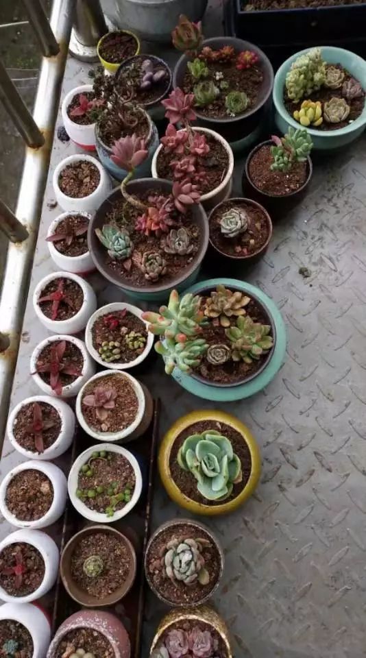 适合学生党养的多肉,适合大学宿舍长期养的多肉