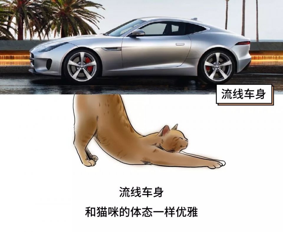 城市里养猫的人非富即贵,有多少人养猫家里有钱了