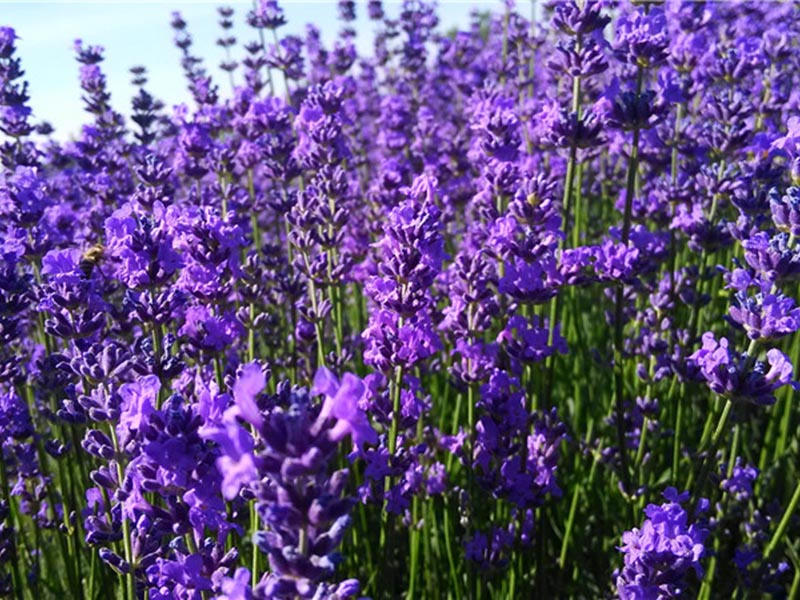衣草有哪些种植方法和时间,衣草的家庭种植方法与时间