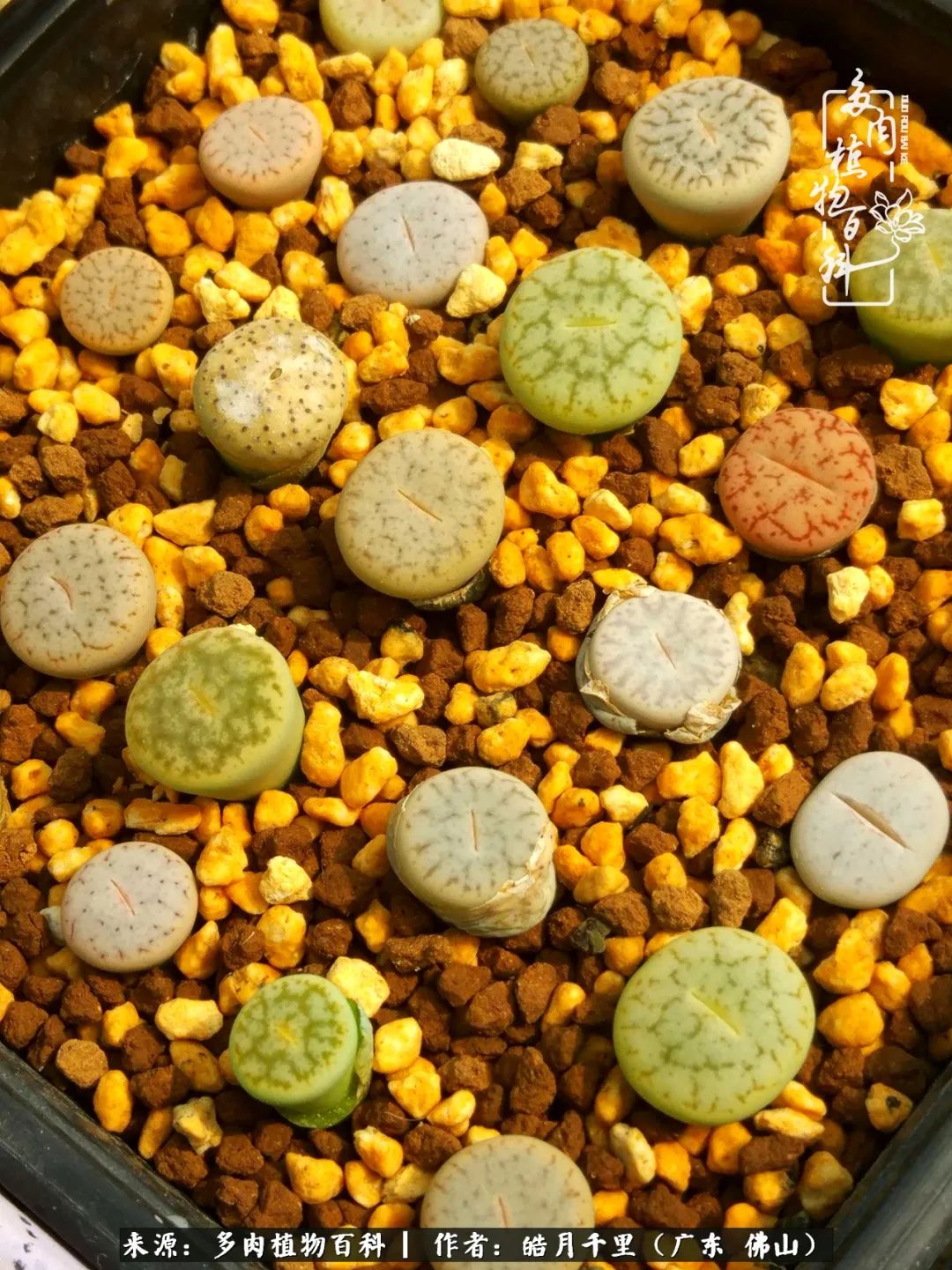 多肉娇气养不活多肉的10个秘密,养多肉是件很治愈的事情