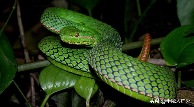 野外生存的知识有哪些,农村常见的蛇类你都认识吗