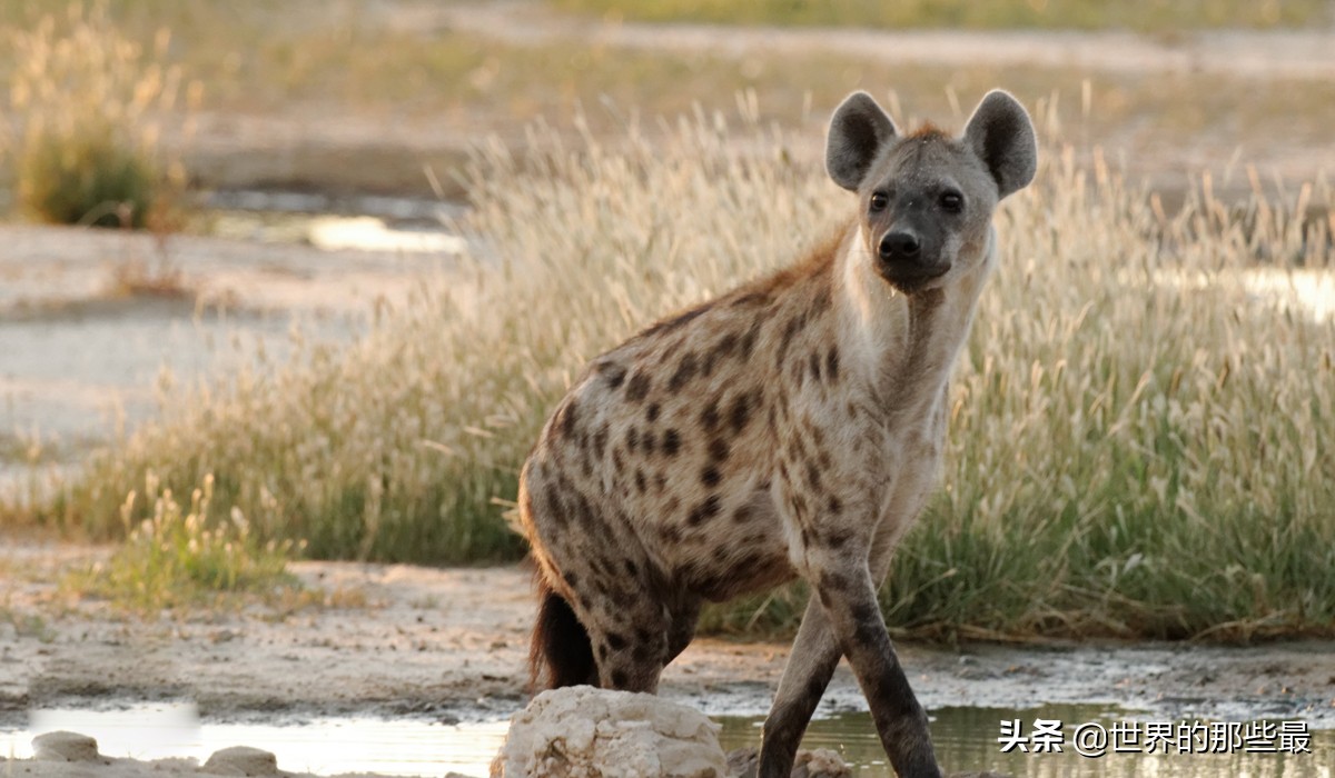 纯种藏獒大战凶猛比特犬,纯种藏獒和狼大战视频