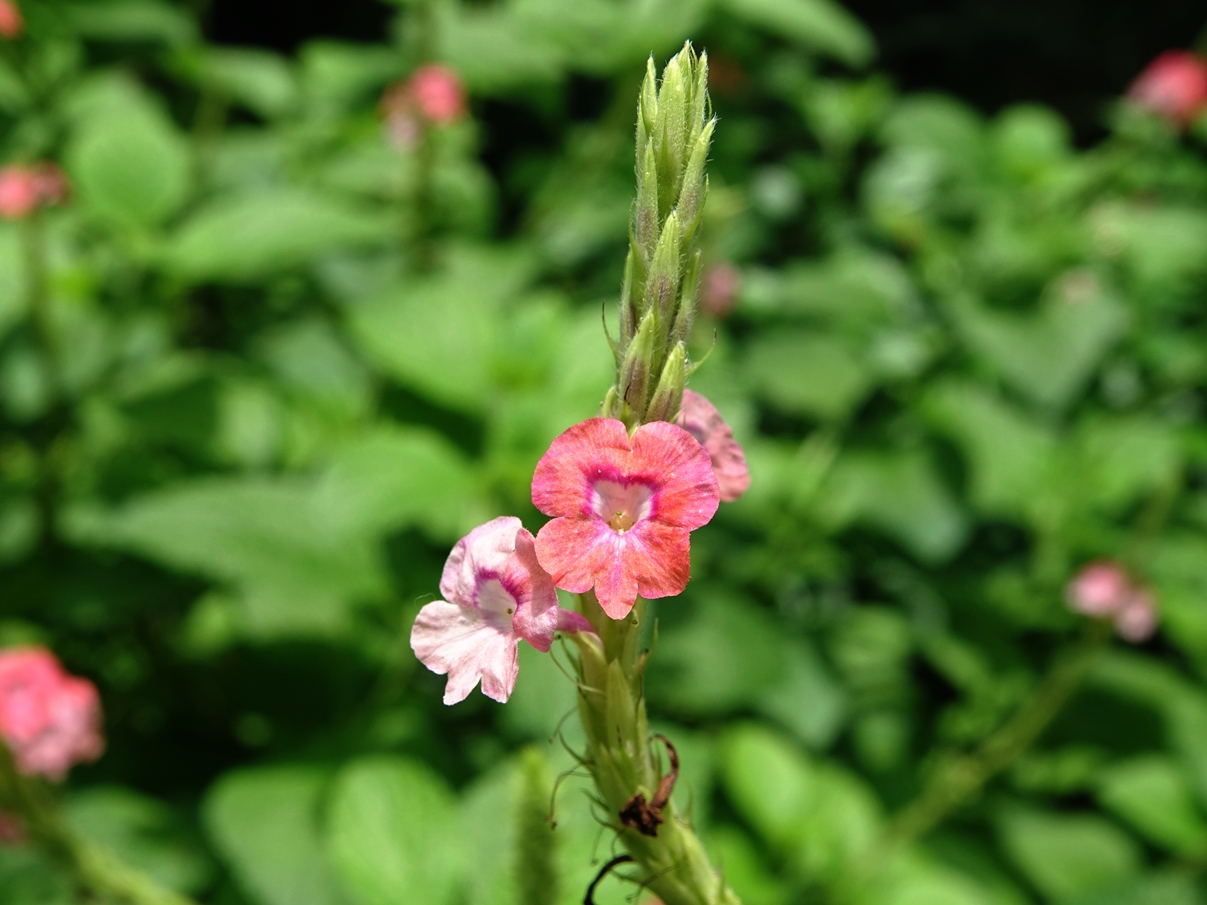 花木春秋66:假马鞭,花序类似马鞭草,一百多年前流窜到香港