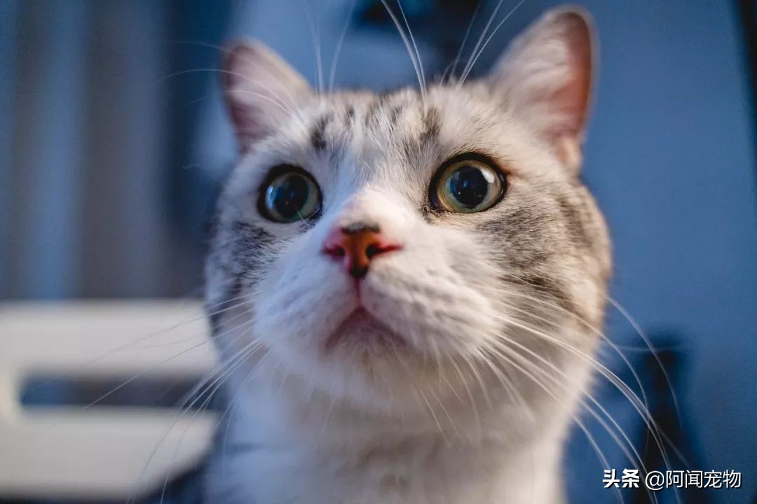 在家给猫咪洗澡要注意什么,在家给猫咪洗澡教程