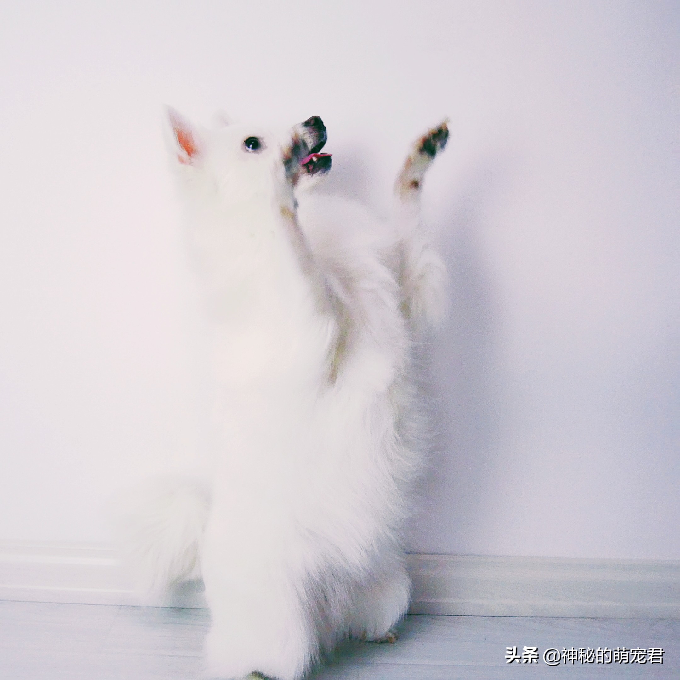 狗狗麦德氏卵磷脂,狗狗麦德氏卵磷脂一天吃多少粒