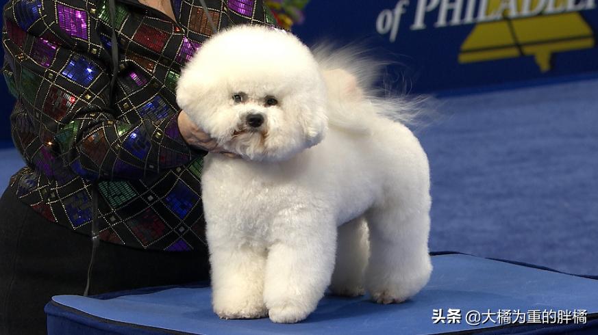 比熊幼犬要杀虫吗,比熊犬需要每个月都驱虫吗