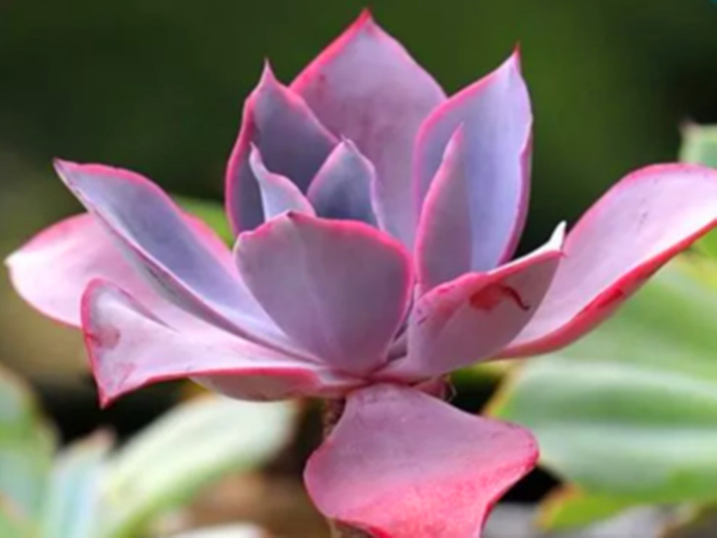 多肉浇水后叶片发软是怎么回事,刚栽的多肉叶片发软怎么办