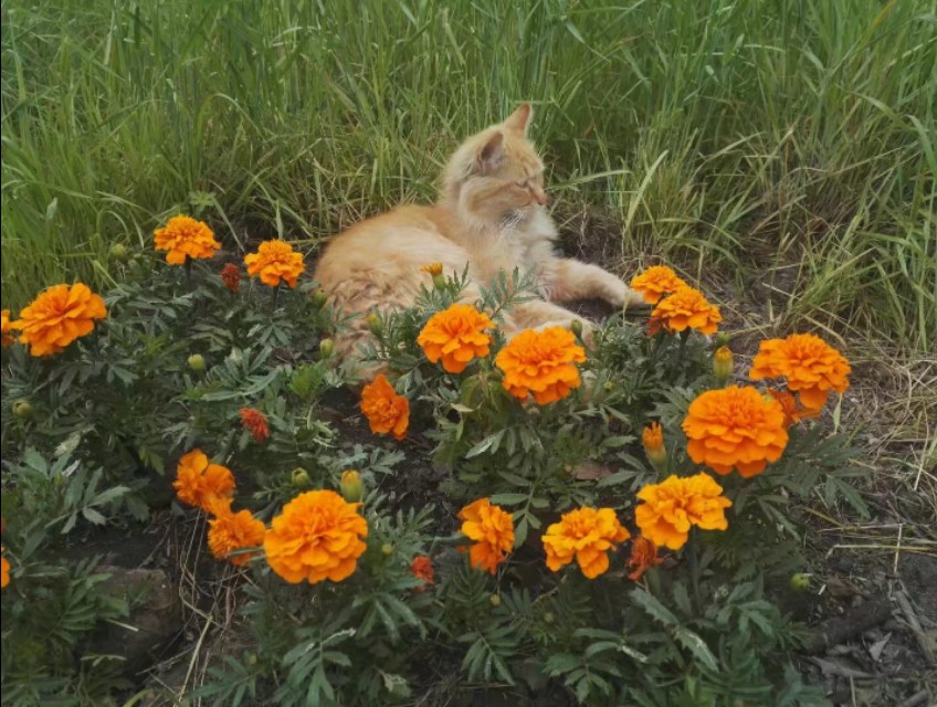 猫的相思,猫的相思病