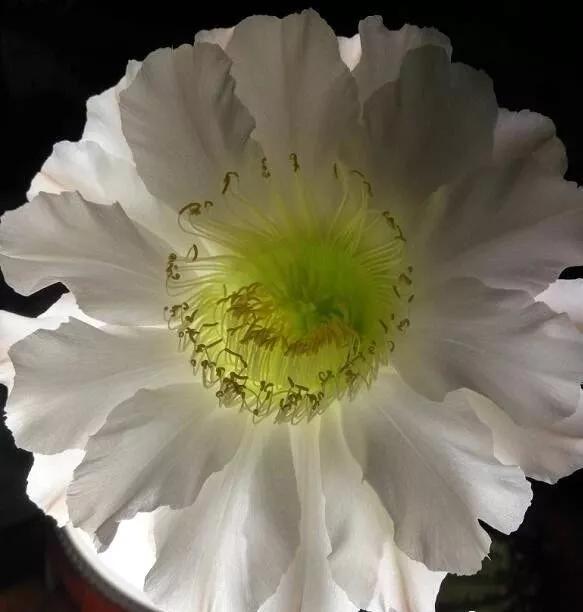 100种仙人球花图片,100种仙人球的品种视频