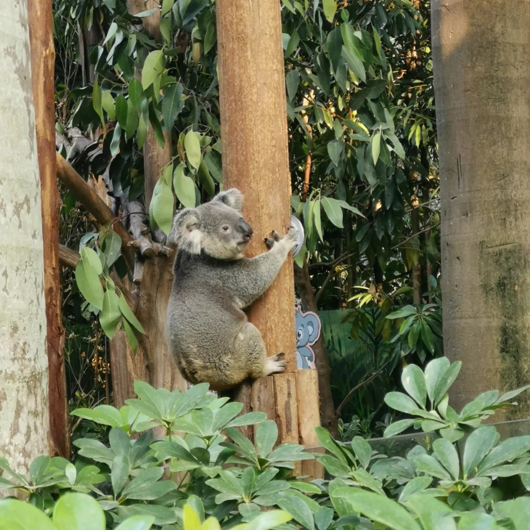 一月广州长隆野生动物园游玩攻略,广州长隆野生动物园半日游玩攻略
