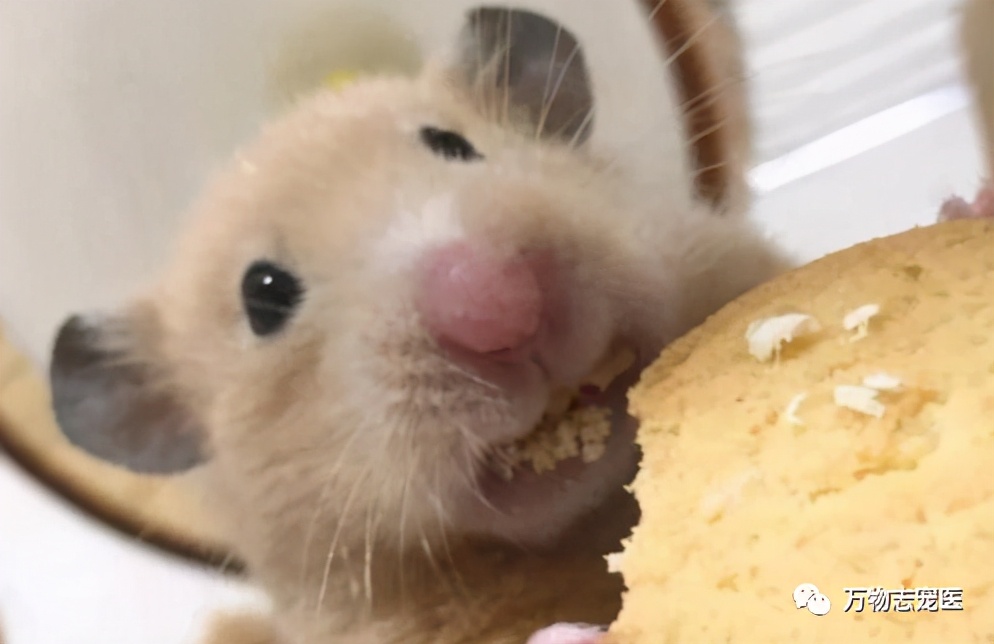 网上买的金丝熊刚到会有疾病吗,金丝熊常见疾病