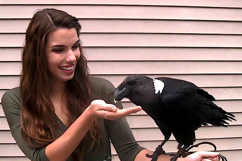 难道你不想去ruarua它吗?美国一只视错觉“兔子”走红网络