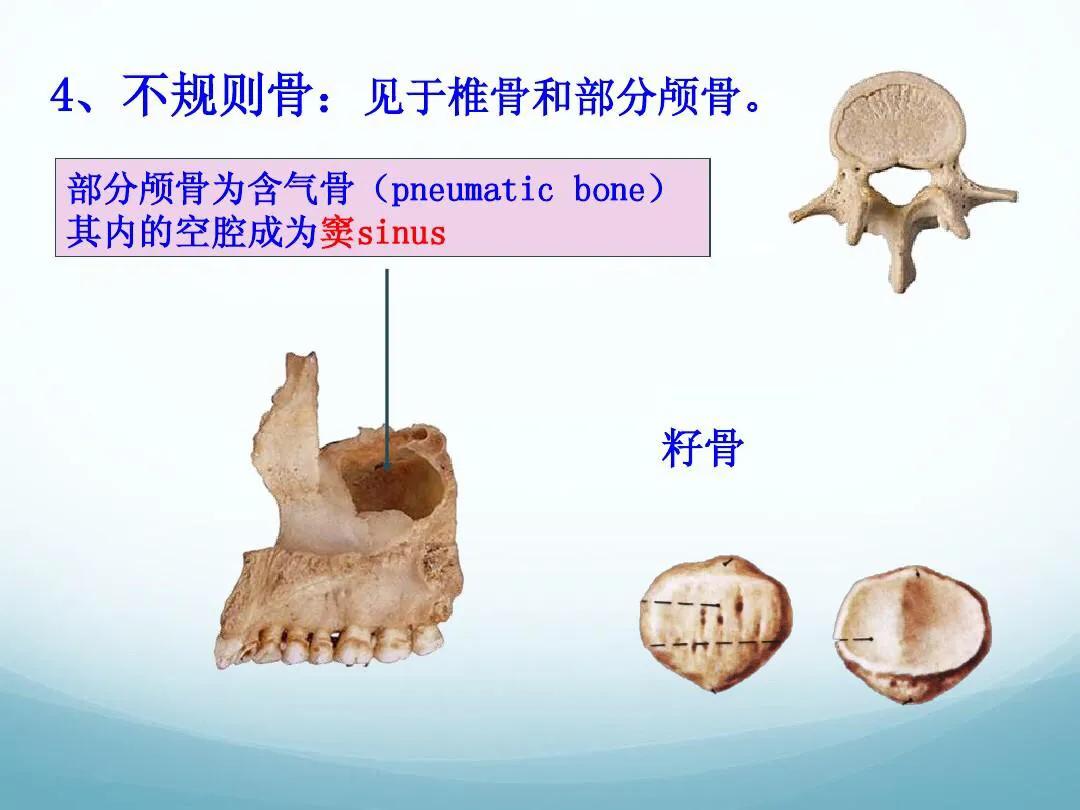 成人骨骼数量是多少,骨骼识别智能分析