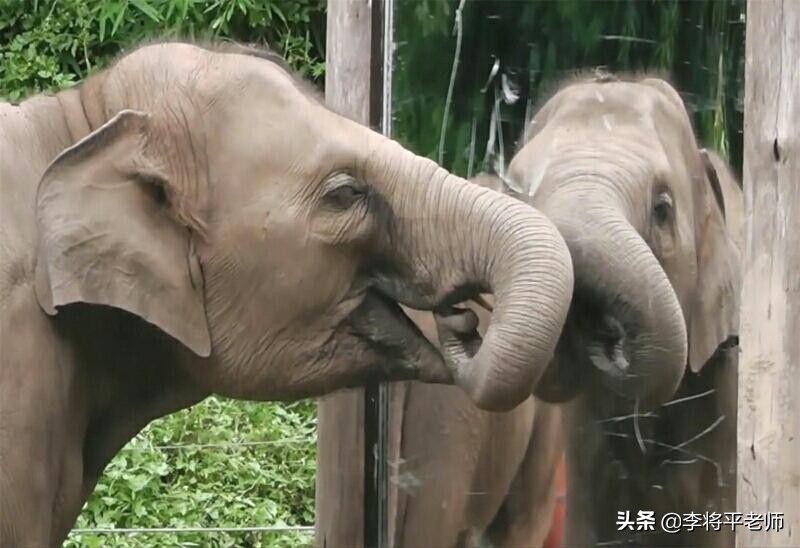 亚洲象繁殖需要什么条件,亚洲象为什么不能繁殖后代