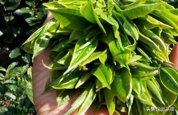 刀哥说茶叶视频大全,刀哥讲云南茶叶