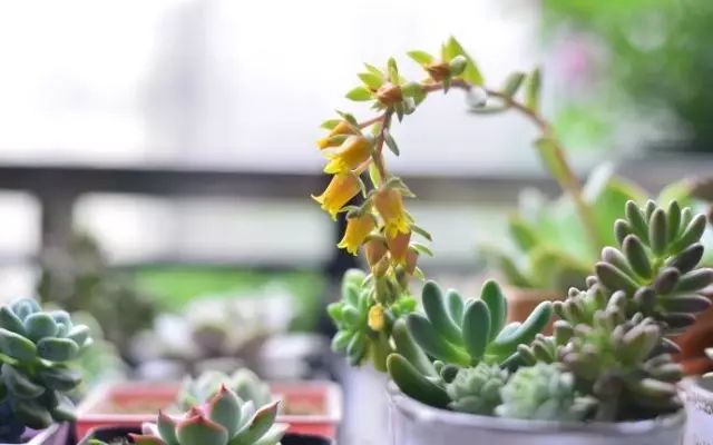 多肉花剑是个宝,多肉花剑可以干什么