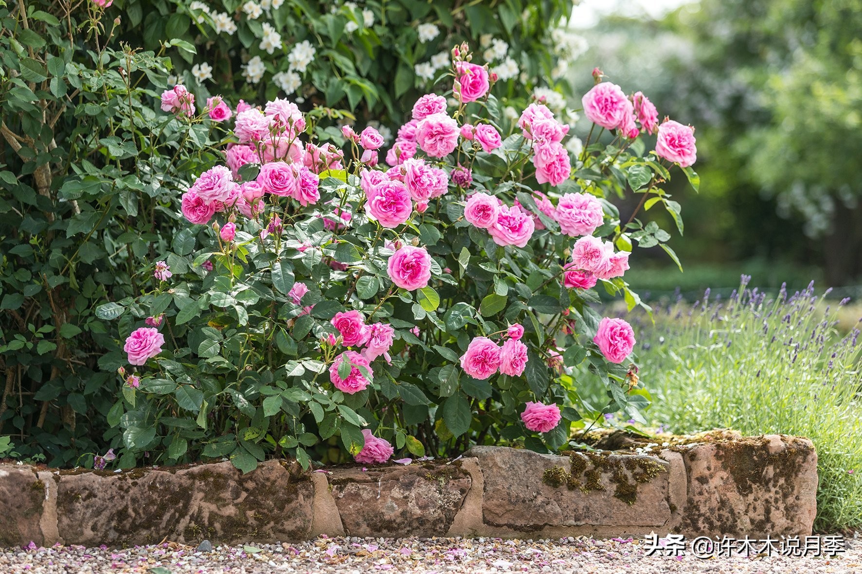 月季盆长蘑菇用什么药,月季发现烂根要怎么处理