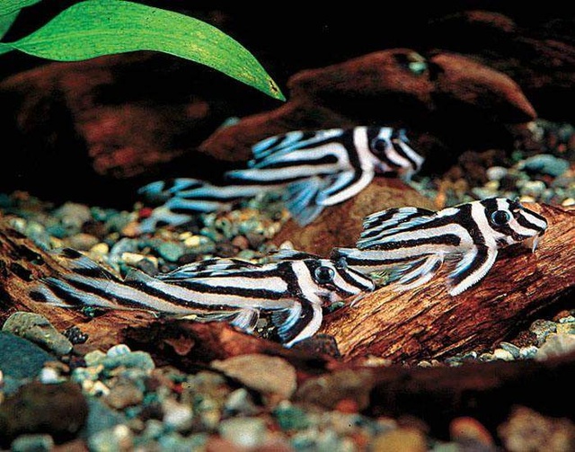 养风水鱼养几条最好,风水鱼不想养了能扔了吗