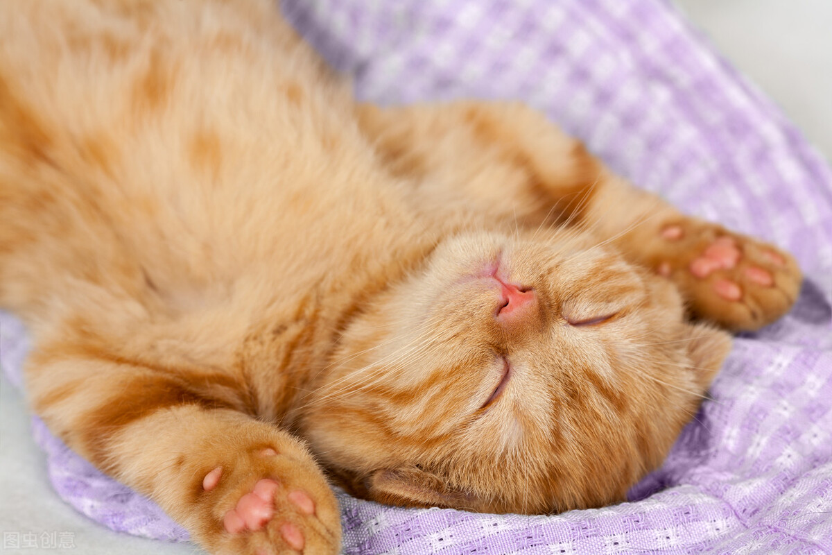 猫尿闭以后尿血怎么回事,猫尿血尿频吃什么药