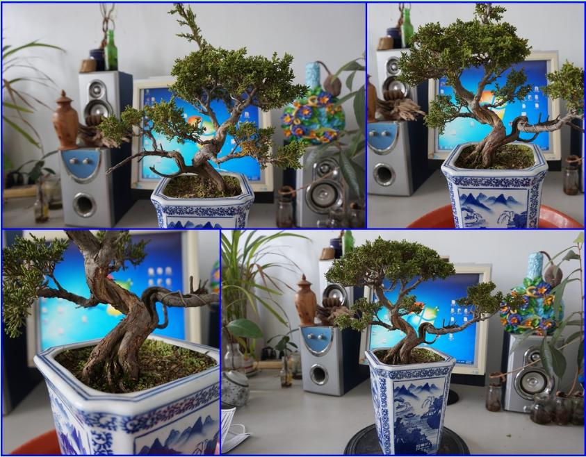 鱼川真柏盆景养殖方法,从养多肉到盆景