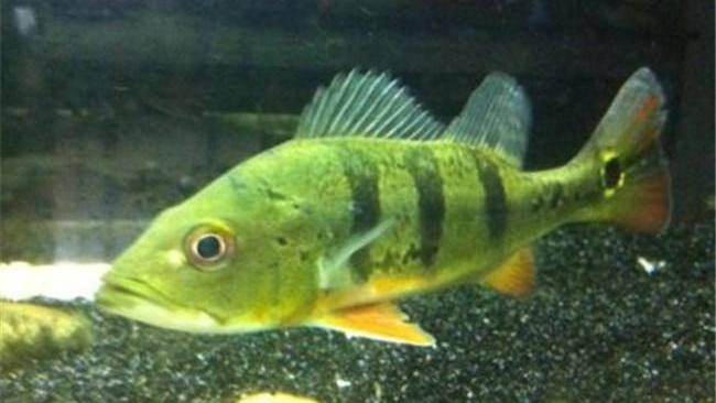 慈鲷品种,慈鲷类型