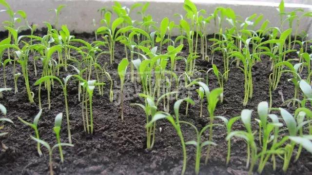 小众且美味的蔬菜,惊艳爽口的蔬菜