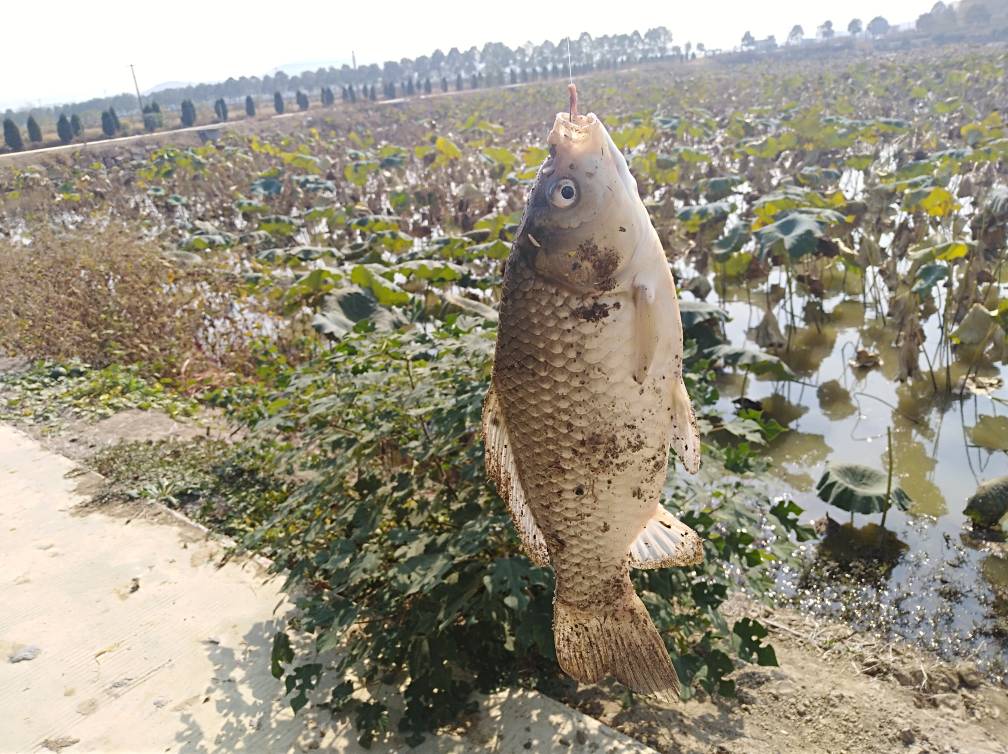 野钓挂蚯蚓没有鱼口怎么办,蚯蚓钓鱼鱼怎么不上钩