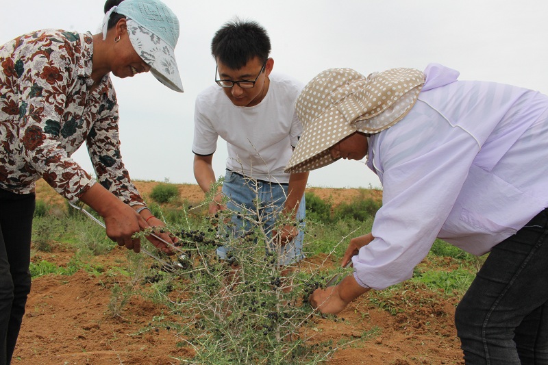 农村小伙种植黄金果年均收入50万,软黄金种植技术和收入