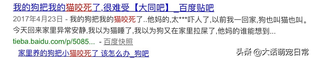 猫狗和睦相处的办法,猫狗双全到底有多难