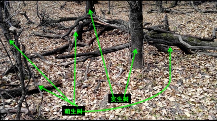 树木由来,树木从远古到现在