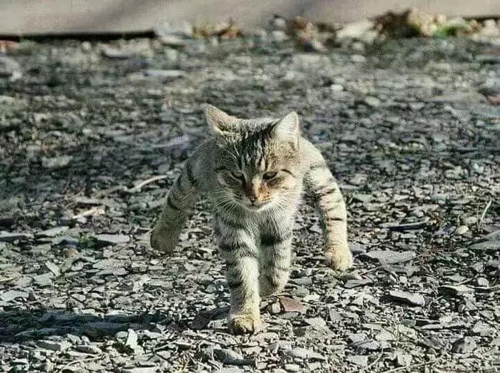 猫和老鼠汤姆沙雕手办,蜘蛛侠沙雕手办搞笑视频