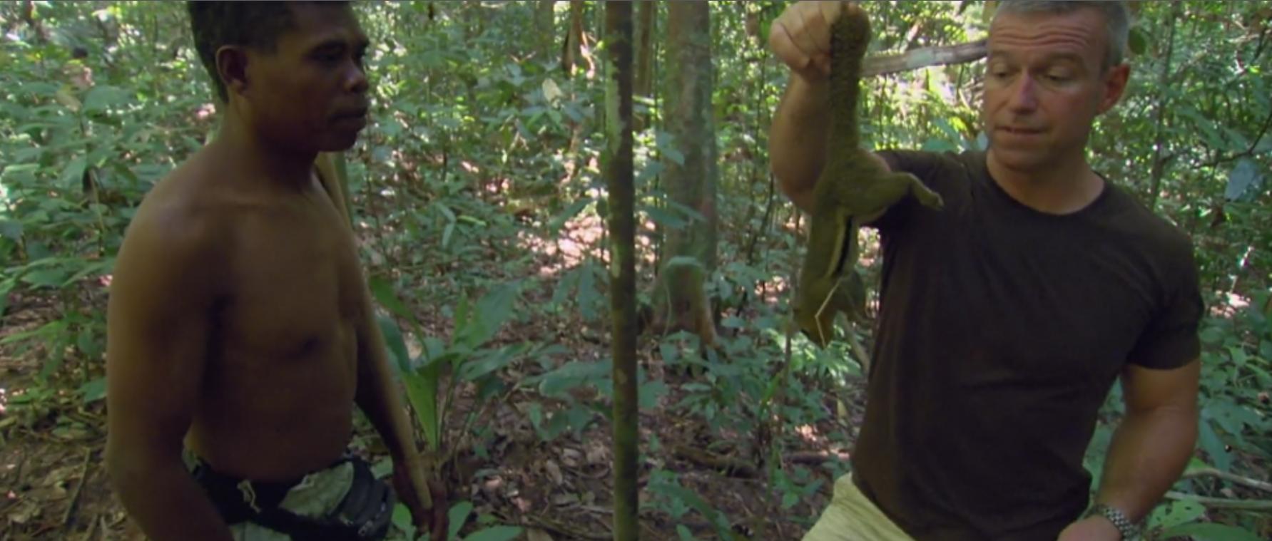 黄喉捕猎猴子全过程,野外捕杀猴子纪录片