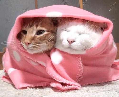 小雪|养精气就靠它了,这杯茶专治各种寒