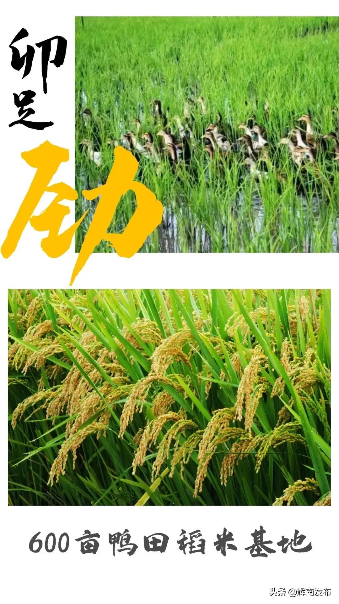 双龙村水田,辉南镇双龙村篮球赛