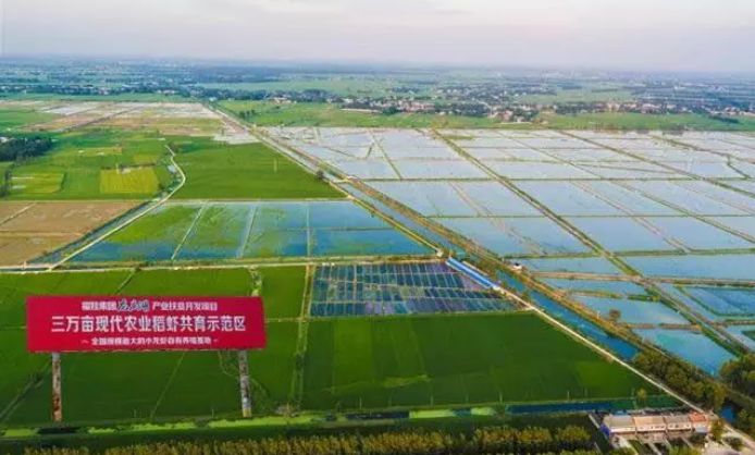 小龙虾一亩养殖多少只产量出多少,稻虾养殖一亩能出多少斤小龙虾