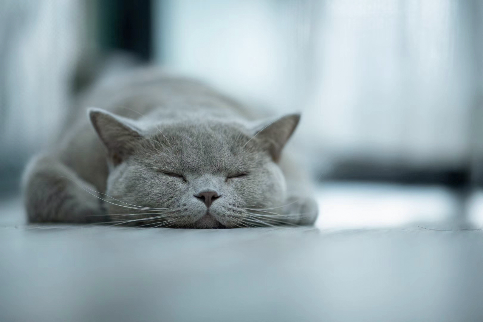 2020入门相机,2020年的相机图片