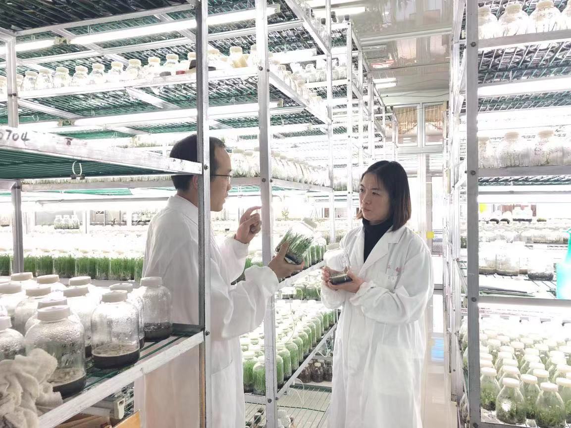 农村乡下种植的兰花,农业种植致富项目兰花