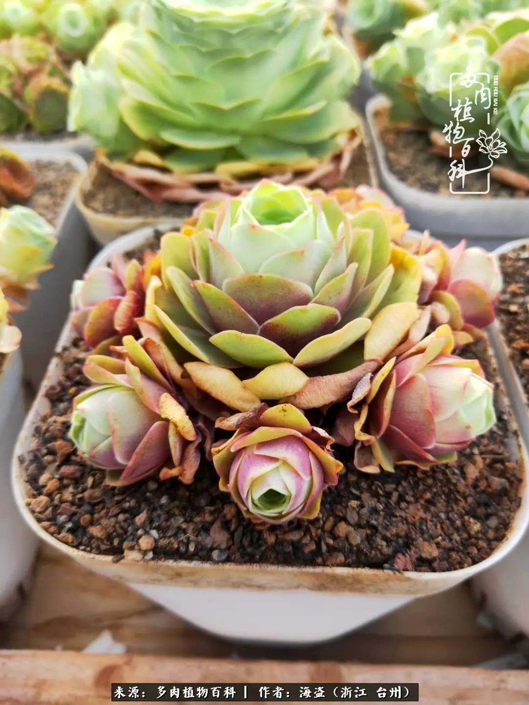 独爱玫瑰与法师！解密金老板和他的屋顶御花园