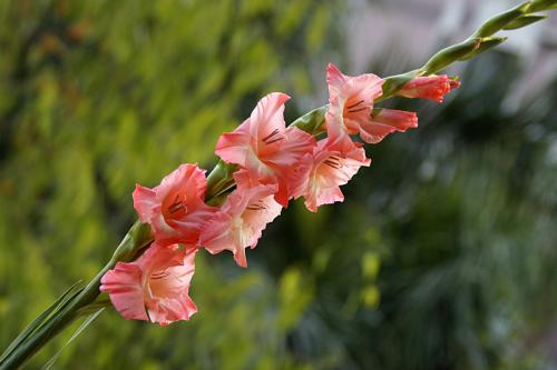 花艺插花常见花名有哪些,鲜花插花的技巧有哪些