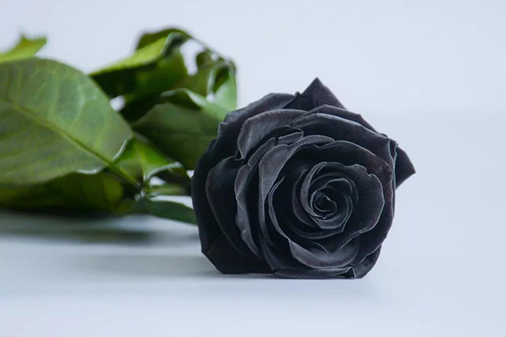 花店必备的5款玫瑰,花店常用的10款玫瑰花是哪些品种