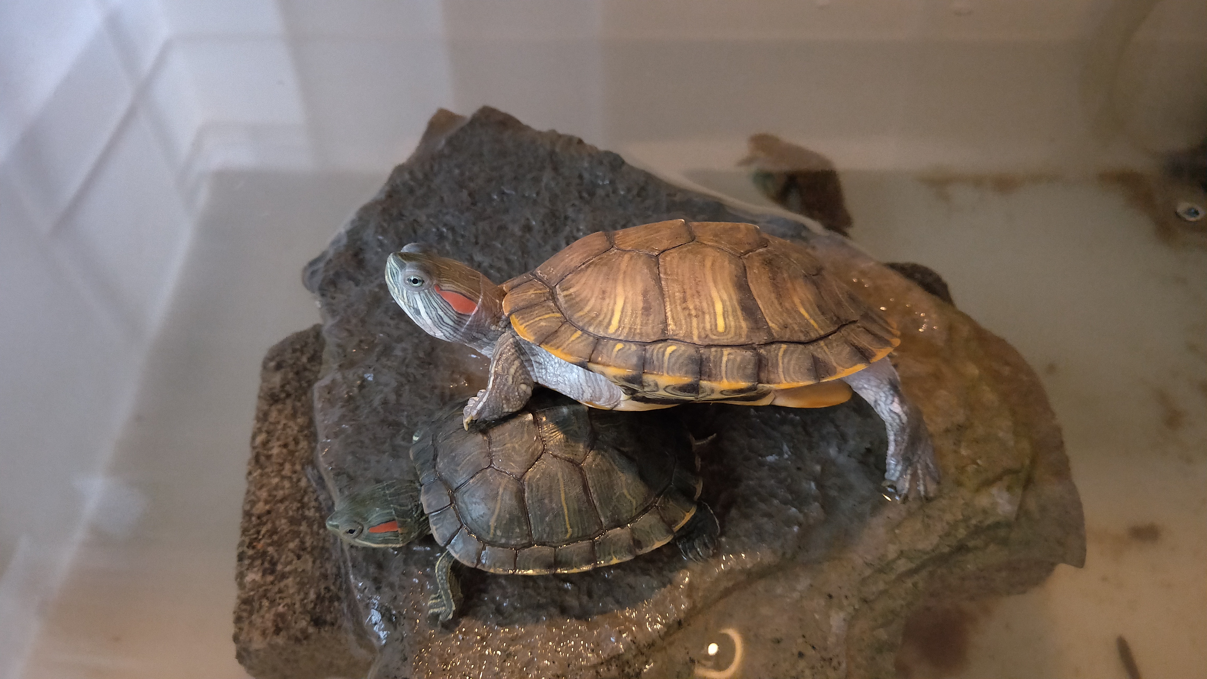 网上买的新手快乐龟缸怎么养龟,新手养龟入门基础教程