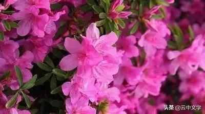 花语大全100种花图片,100种花的花语太全了